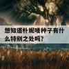 想知道朴妮唛种子有什么特别之处吗？