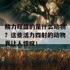 精力旺盛的是什么动物？这些活力四射的动物真让人惊叹！